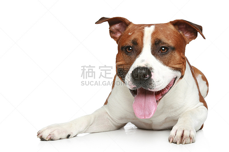 梗犬 白色背景 褐色 纯种犬 水平画幅 可爱的 史塔福 幼小动物 影棚拍摄 宠物图片素材下载 稿定素材