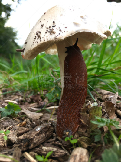 食用菌,鼻涕虫,西班牙,雌雄同体,粘液,法式蜗牛,呼吸孔,垂直画幅,无人,软体动物