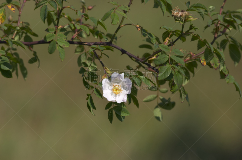 蔷薇果,夏天,玫瑰,默顿地区,荒废的时光,萨里市,野玫瑰,野玫瑰果,留白,水平画幅