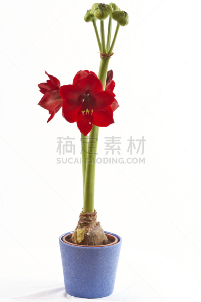 孤挺花,盆栽植物,红色,种子,花粉管,卵巢,花柱头,萼片,垂直画幅