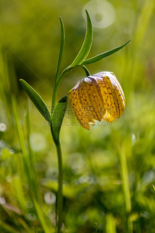 yellow flower Fritillária meleágris in a forest glade