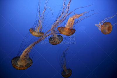 水母,美国,水平画幅,有毒生物体,海洋生命,美洲,海洋,盒式水母,2015年,危险