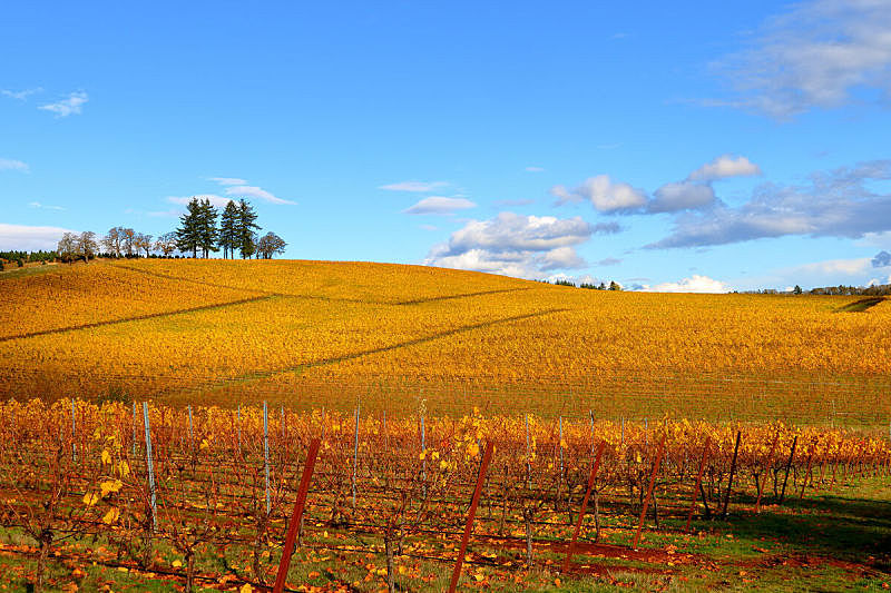 4 Seasons - Oregon Vineyard in Autumn