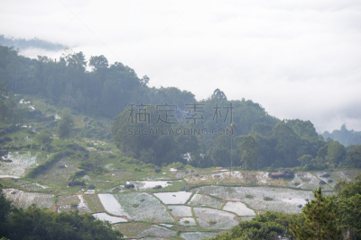 稻田,雾,早晨,格林威治村,有包装的,亚洲,自然,乡村,锥形帽,风