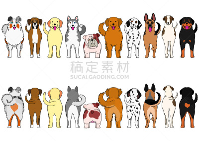 纯种犬,狗,国境线,背景分离,边框,灰猎犬,动物群,动物,宠物商店