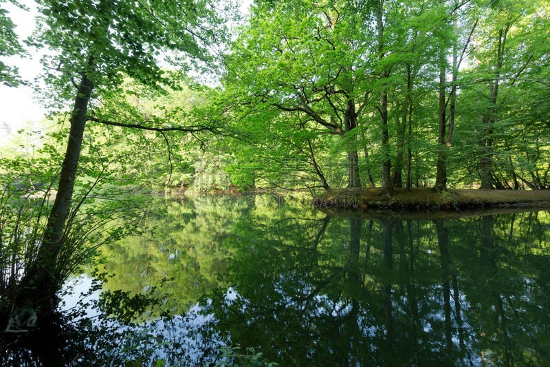 湖,克雷菲尔德,岛,鸟类,小的,天空,公园,野生动物,休闲活动,水平画幅