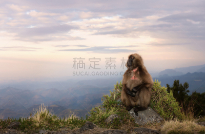 猴子,狮尾狒狒,悬崖,平衡折角灯,在边上,野生动物,肖像,云,灵长目,猿