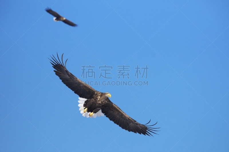 在上面,室内地面,罗臼岳,国后岛,网走市,白尾鹰,知床半岛,鄂霍次克海,鹰,北海道