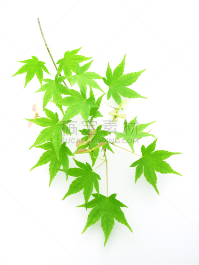 鸡爪枫,叶子,枫树的翅果,自然,剪贴路径,白色背景,背景分离,清新,垂直画幅,图像