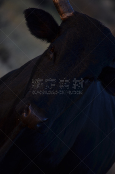 恩古尼牛,非洲,黑色,特写,牛皮,垂直画幅,无人,食草动物,牛,南非