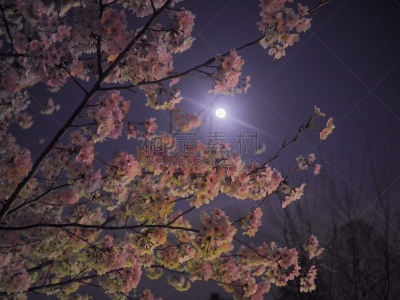 樱花,月光,水平画幅,郡山,樱桃,夜晚,无人,月亮,日本,曙暮光