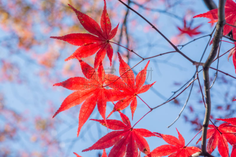 秋天,寺庙,永观堂禅林寺,日本之神道教,犹太教会堂,神殿,美,禅宗,里山,水平画幅