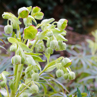 菟葵,臭,长海龙,黄色垫子,兜藓,白屈菜,胎儿,毛茛属植物,早晨,户外