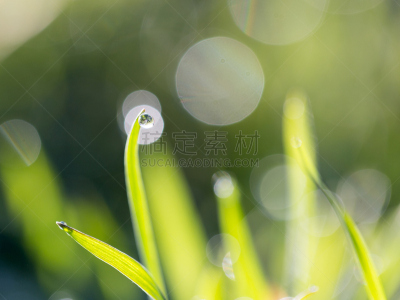 水滴,草,露水,无人,草地保龄球,哈萨克斯坦,清新,图像,水平画幅