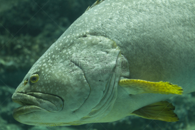 水族馆,鱼类,钩形珊瑚鱼,自然,水,野生动物,水平画幅,水下,野外动物,海洋生命