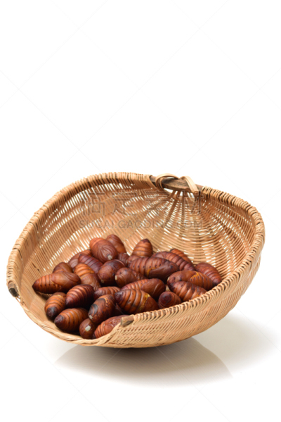 茧,蚕,垂直画幅,褐色,无人,活力,充满的,孔雀,丝绸,蛾