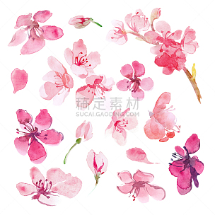 樱桃,樱之花,水彩画,樱花,花朵,柔和色,花瓣,水彩画颜料,品红色,艺术