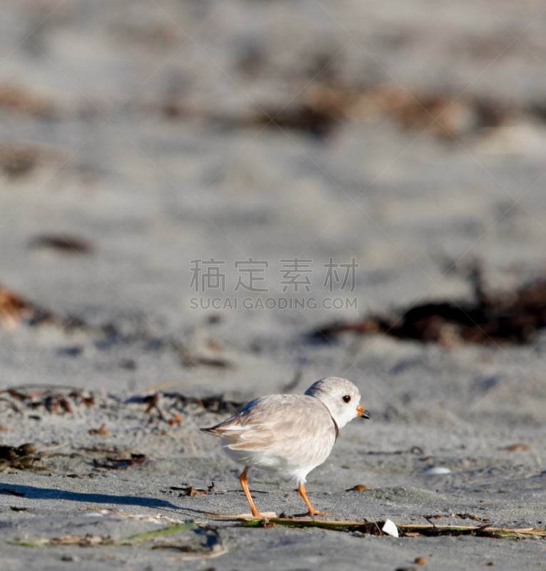 笛鸻,成年的,背面视角,鸻,垂直画幅,沙子,鸟类,动物身体部位,野外动物,户外