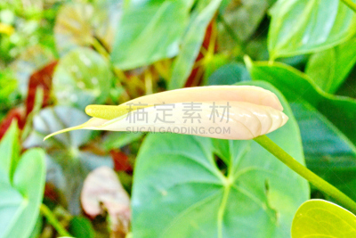 肉穗花序,雨林,花烛属,天南星科,水平画幅,无人,特写,百合花,植物,雨