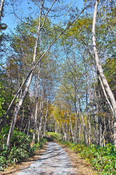 上高地国家公园,小路,秋天,在之间,梓川,垂直画幅,度假胜地,长野县,无人,夏天