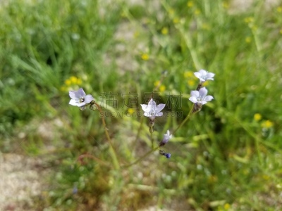 花荵科,风,约书亚树,星星,国家公园,天空,莫哈韦沙漠,灵性,生态多样性,二十九棵棕榈