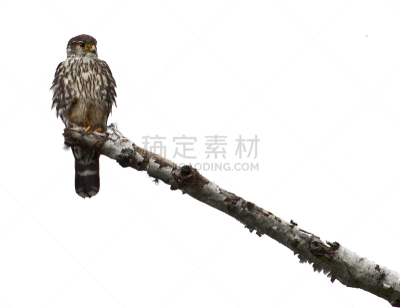 灰背隼,白桦,加拿大,水平画幅,无人,2015年,观鸟,猎鹰,摄影