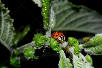 叶子,蚜虫,绿色,瓢虫,欧罗巴号,动物主题,食品,野生动物,木卫二塔,跳蚤