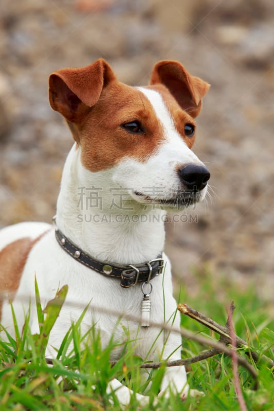 杰克拉瑟短腿犬,狗,梅花J,骄纵宠物,宠物项圈,垂直画幅,褐色,进行中,梗犬,夏天