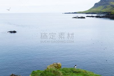 博尔加内峡湾,峡湾,东,大西洋海雀,冰岛国,冰岛中西部,自然界的状态,野生动物,橙色,杂色的