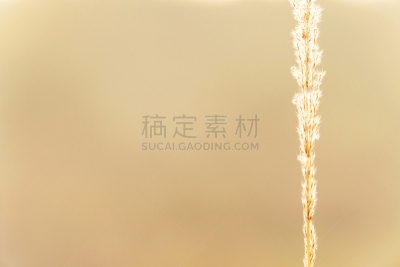 芦苇,前景聚焦,留白,新的,休闲活动,早晨,纯净,光,明亮,白色