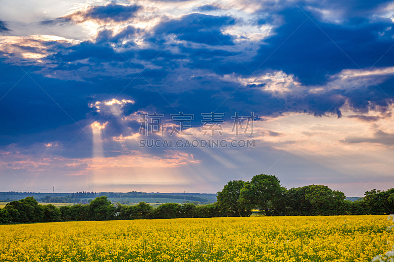 油菜花,田地,英国,戏剧性的天空,肯特,在上面,西南英格兰,芸苔,天空,水平画幅
