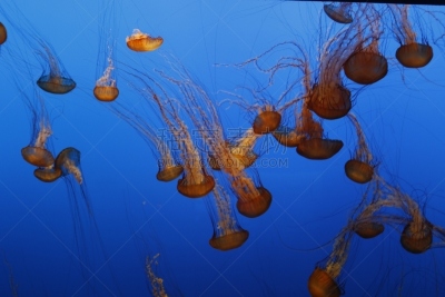 水母,蒙特利海湾水族馆,蒙特利半岛,白色,橙色,图像,水平画幅,加利福尼亚,蒙特利市,游泳
