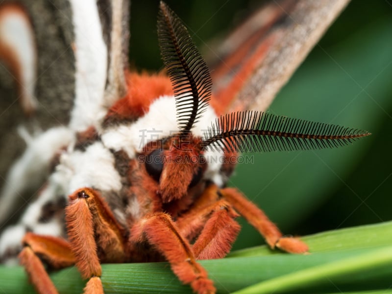 giant silk moth,草,肖像,丝绸蛾,蛾,自然,美,水平画幅,绿色,蝴蝶