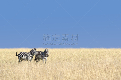 斑马,兽群,水平画幅,两只动物,野外动物,夏天,户外,格兰特斑马,草,哺乳纲