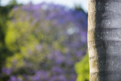 紫薇科树,色彩鲜艳,布里斯班,昆士兰州,自然,水平画幅,无人,蓝色,户外,紫色