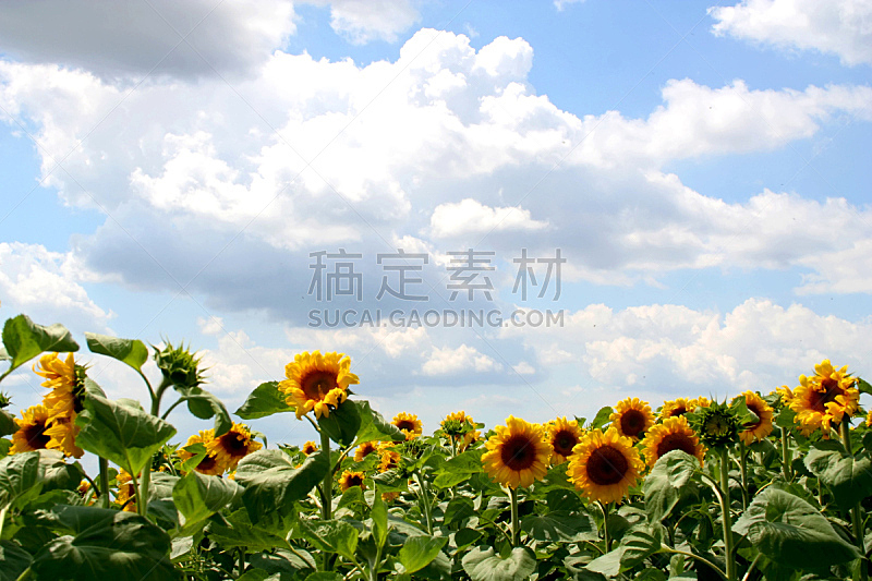 向日葵,天空,美,水平画幅,夏天,户外,明亮,田地,植物,地平线