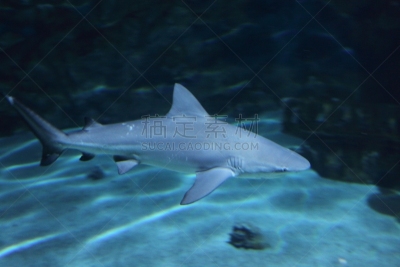 灰角鲨,礁石,水平画幅,水族馆,无人,2015年,鲨鱼,鱼类,礁鲨,人工饲养动物