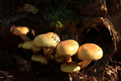 蘑菇,硫磺,穗,自然,水平画幅,秋天,沿丝伞菇,生态多样性,树林,干小皮伞菌