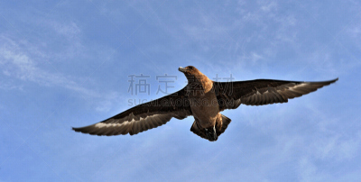大贼鸥,贼鸥,张开翅膀,天空,美,风,水平画幅,鸟类,动物身体部位,野外动物