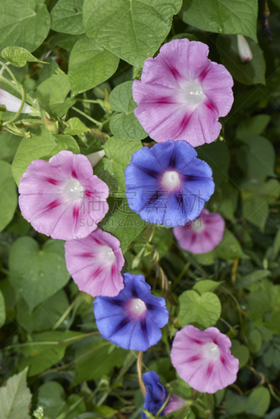 牵牛花,垂直画幅,无人,蓝色,夏天,户外,明亮,植物,紫色,香橙花