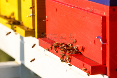 蜂箱,蜜蜂,家畜,回击球,beekeeper,蜂蜡,养蜂,水平画幅,能源,野外动物