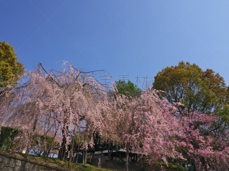 公园,垂枝樱花,垂枝日本早樱,自然,植物,水平画幅,无人,樱桃树,摄影,花