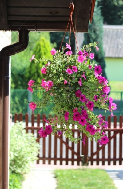 粉色,垂直画幅,无人,户外,仅一朵花,徒步旅行,红色,植物,悬挂的,园艺