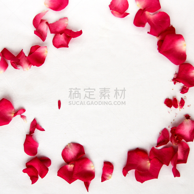 粉色,白色背景,花瓣,玫瑰,韦特恩湖,太平洋山茱萸,无人,图像,户外,方形画幅