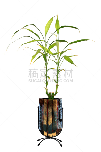 富贵竹,竹子叶,风水,自然,垂直画幅,绿色,无人,白色背景,背景分离,室内植物
