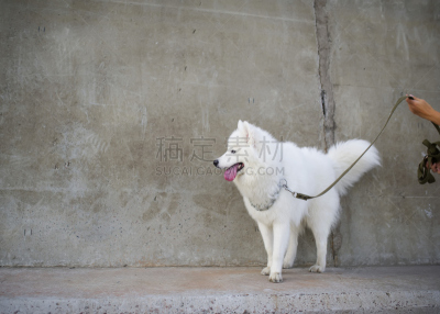 萨摩耶犬,狗,西伯利亚虎,自然,纯种犬,水平画幅,可爱的,无人,夏天,户外