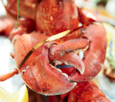 龙虾,爪,饮食,水平画幅,海产,熟食店,特写,肉,红色,彩色图片