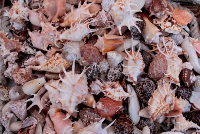 贝壳,干的,中等数量物体,看风景,美,水平画幅,形状,贻贝,帽贝,软体动物