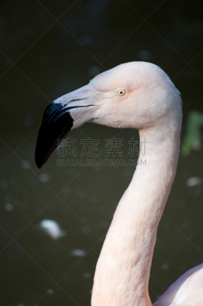 侧面像,火烈鸟,垂直画幅,颈,无人,优美,鸟类,动物身体部位,户外,图像