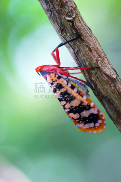 蝉,垂直画幅,美,灯笼,大西洋群岛,特写,泰国,雨林,树林,植物